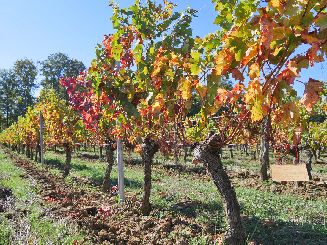 Виноградник на урожай